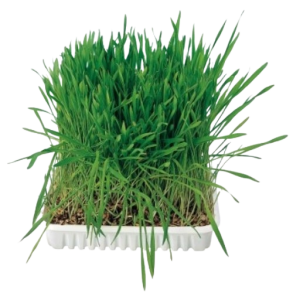 Trixie Kattegrs 100g