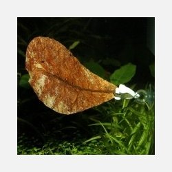 JBL Foderclips m/ sugekop